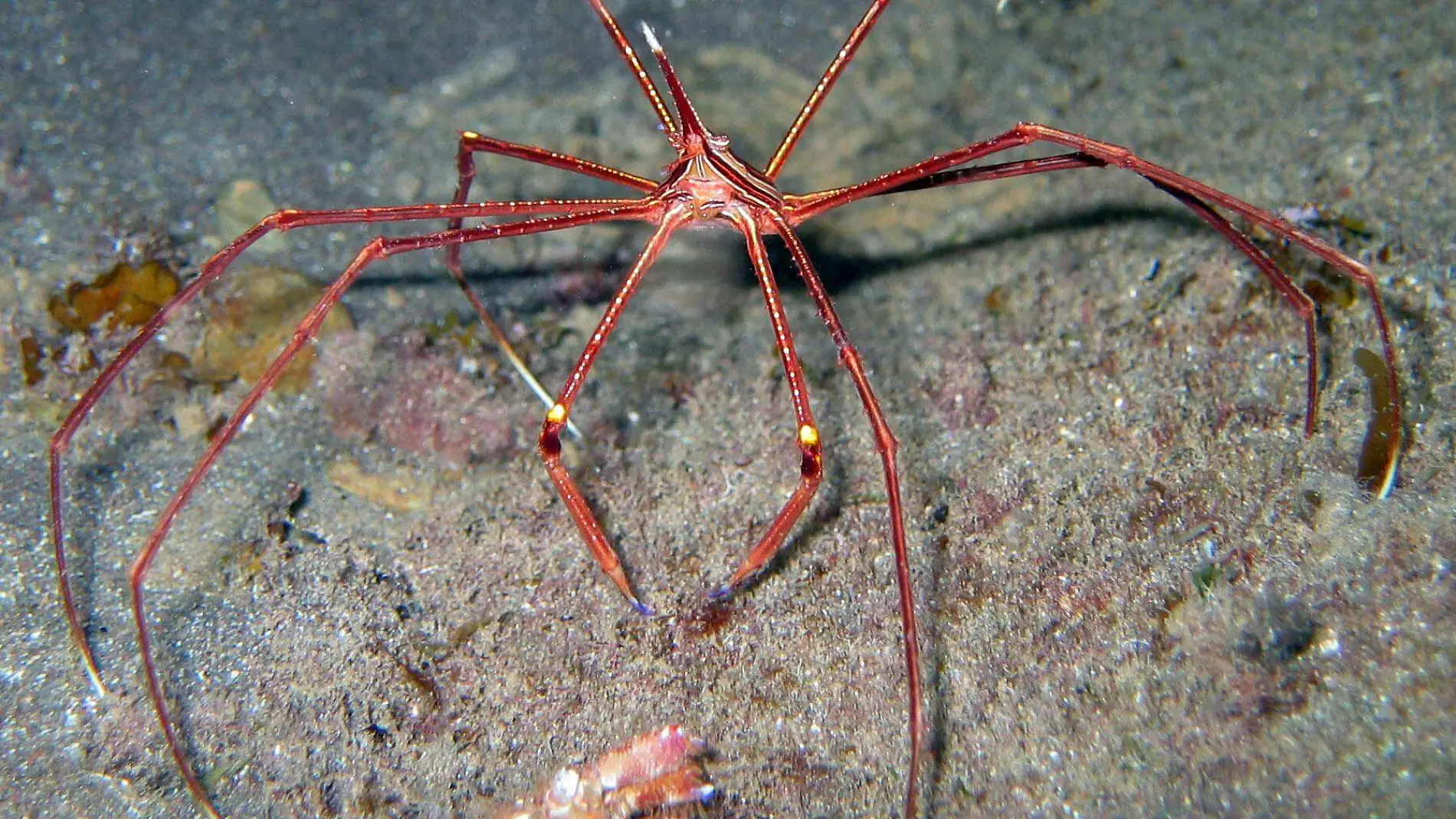 Cangrejo Araña